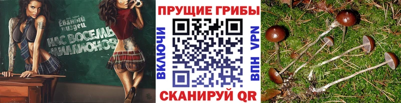 Купить где  Суровикино  Псилоцибиновые грибы GOLDEN TEACHER 